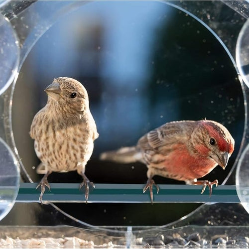 Transparent Bird Feeder with Suction Cups
