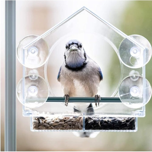 Transparent Bird Feeder with Suction Cups
