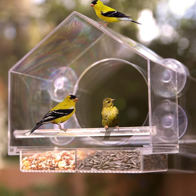 Transparent Bird Feeder with Suction Cups